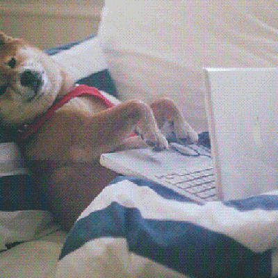 A dog laying on its back typing on a laptop